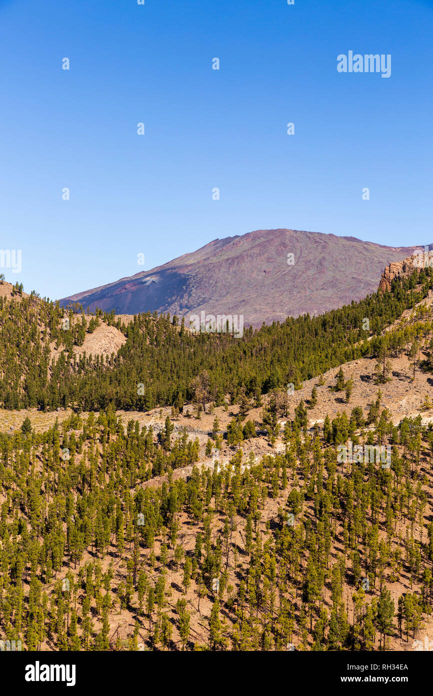 Canarian pine forest on the slopes of the crater rim and the Pico Viejo in the Las Canadas del Teide national Park, Tenerife, Canary Islands, Spain Stock Photo