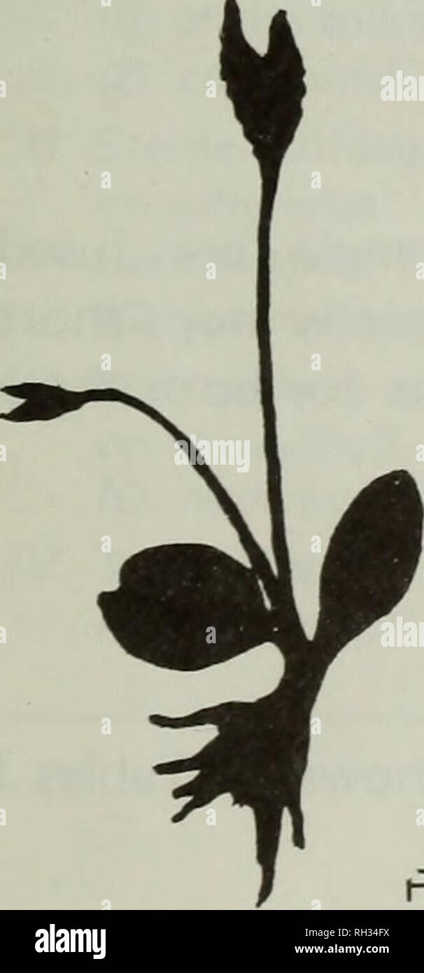 . The British fern gazette. Ferns. BRIT. FERN GAZ. 10(6) 1973 311 ABNORMALITIES IN OPHIOGLOSSUM H.K. GOSWAMI* and SHARDA KHANDELWAL* INTRODUCTION Chrysler (1925), discussing the &quot;pinna nature&quot; of the fertile spike of Ophioglossaceae, considered the occurrence of sporangia on the sterile fronds of Botrychium and Helminthostachys to be of evolutionary significance. This phenomenon is recorded here for the first time in Ophioglossum, whilst spore statistics reveal that this and other anomalies are associated with the sterilization of spores. MATERIAL AND METHODS Plants of Ophioglossum c Stock Photo