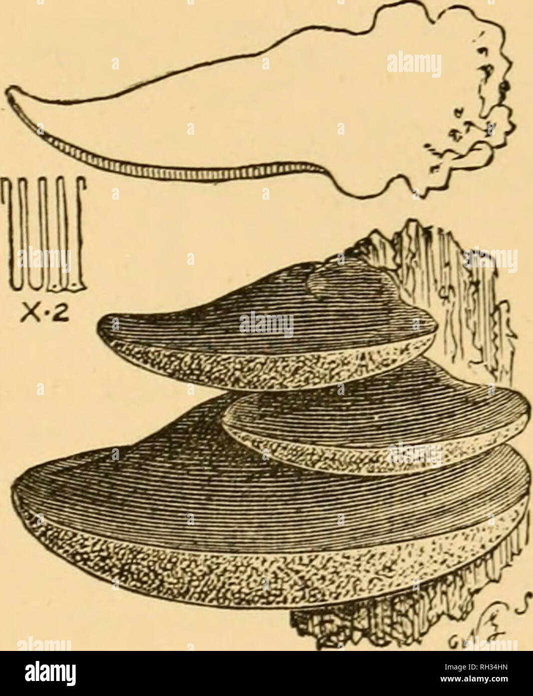 . British fungi (Hymenomycetes). Fungi -- Great Britain. POLYPORUS. l83 Fr. Hym. Eur. p. 513. Dicks. Crypt. Brit. t. 3./ 2. Krombh. t. 74./ 12, 13. Rostk. t. 38. Quel. t. 16./. 1.—Vent. t. 43./. I, 2. /&gt;«•*. Myc. Eur. 2. *. 19. Genus XXIII.—Fistulina (fistula, a pipe. From the pipe-like Fistuiina. character of the tubes). Bull. Champ, p. 314- Hymenium inferior, at the first dotted over with warts, then protruding cylindrical tubes, which are free and distinct from one an- other. Somewhat fleshy fungi, grow- ing on wood, intermediate between Polyporei a?id Hydnei. Fr. Hym. Eur. p. 522.. LXII Stock Photo