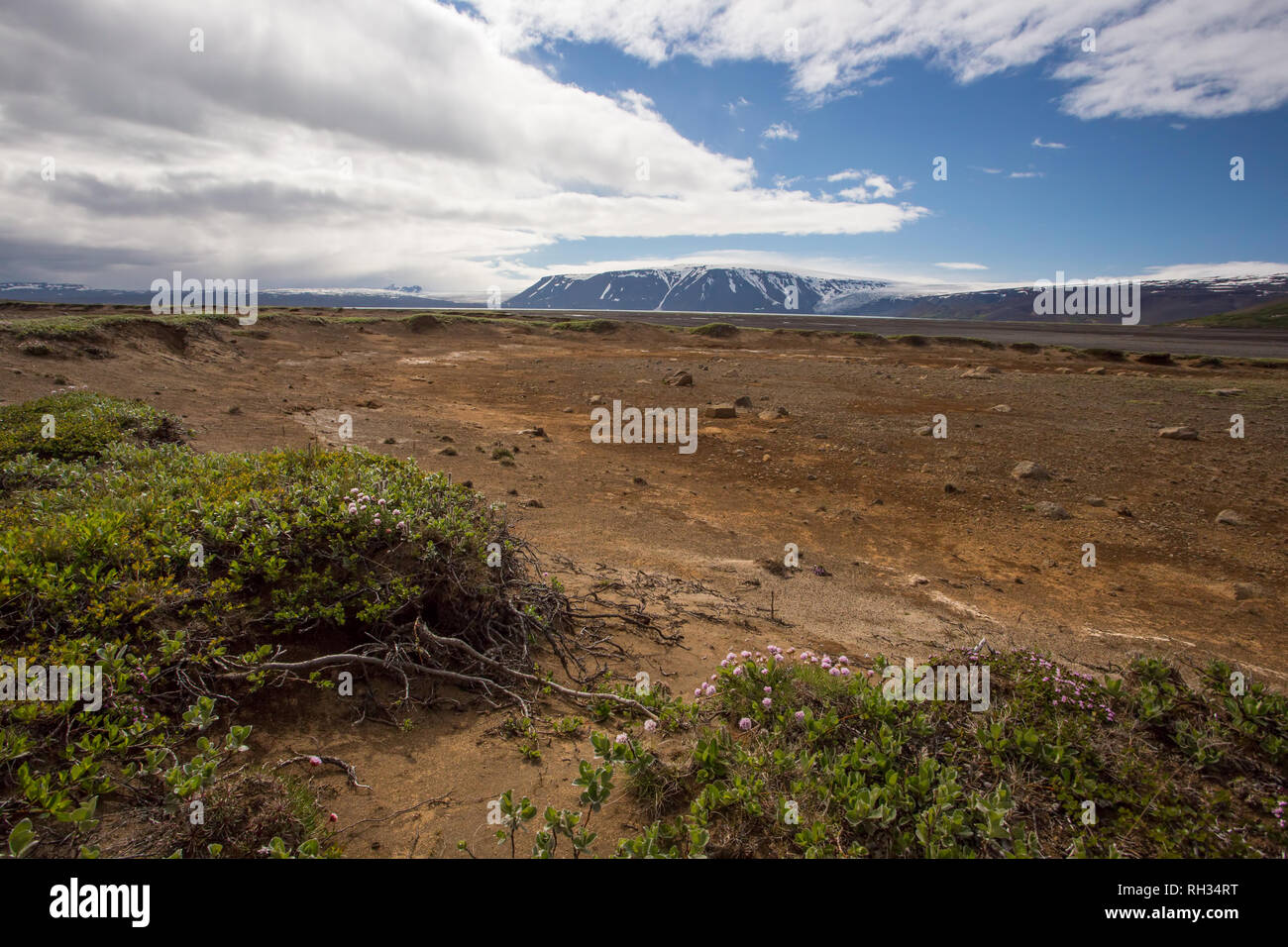 Iceland nature scenery with green low vegetation and sand Stock Photo