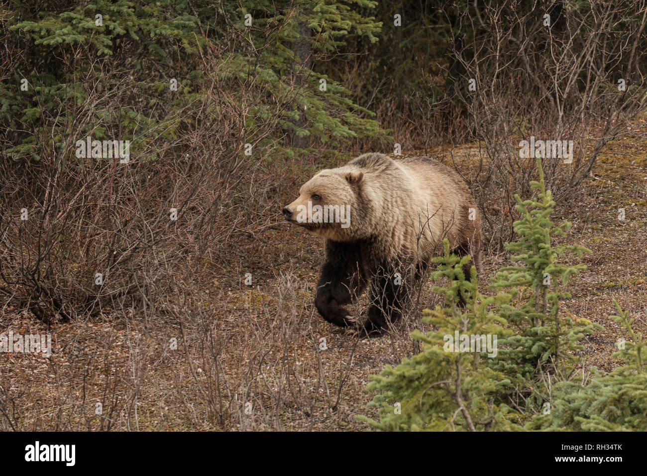 Grizzly bear (Ursus arctos) that just woke up from hibernation is looking for food along