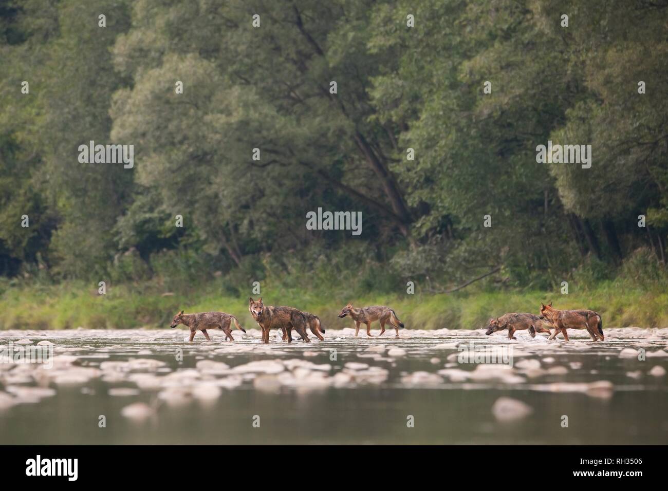 Wolf pack of seven crossing river in wilderness Stock Photo