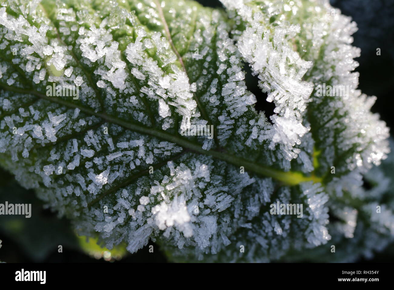 Frost crystals on a charlock, or wild mustard, plant Stock Photo