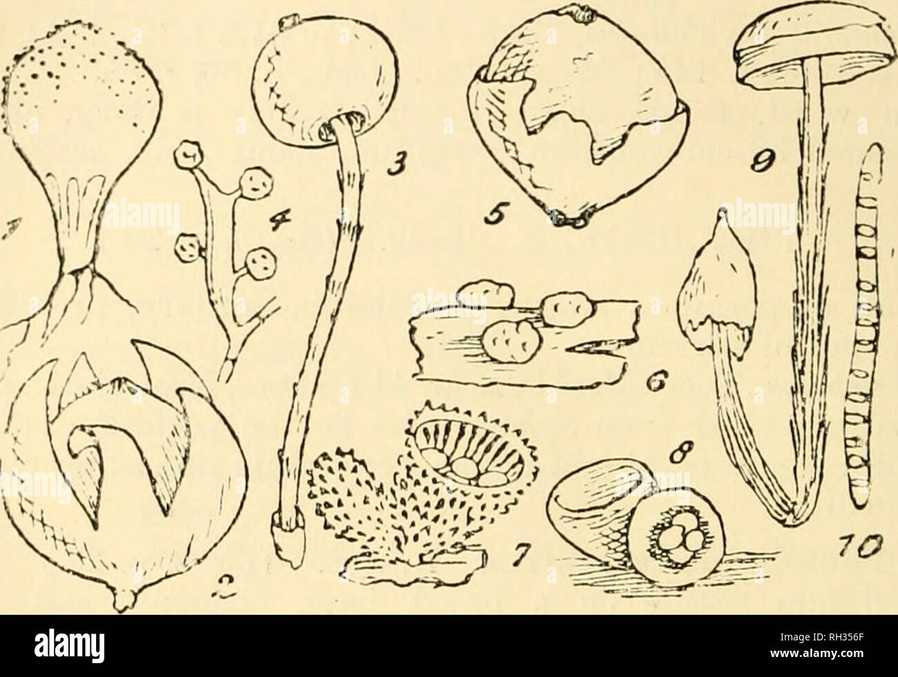 . British fungus-flora. A classified text-book of mycology. Fungi -- Great Britain. 28 FUNGUS-FLORA.. FIGURES ILLUSTRATING THE LYCOPEEDEAE, ALSO THE NIDULAEIEAE IN PART. Fig. 1, LycMperdon pyriforme, one-third iiat. size;—Fig. 2, Gender hygrometricus; the outer wall of the peridium is split into pointed teetii; lialf uat. size;—Fig. 3, Tulostoma mammomm, entire plant; nat. size;— Fig. 4, basidium of same, the four spores are borne laterally; this differs from the basidia of A^u-iculana aud Fllaere in not being transversely septate ; highly mag.;—F'ig. 5, Lyroperdon nuirescenx, showing thescpav Stock Photo