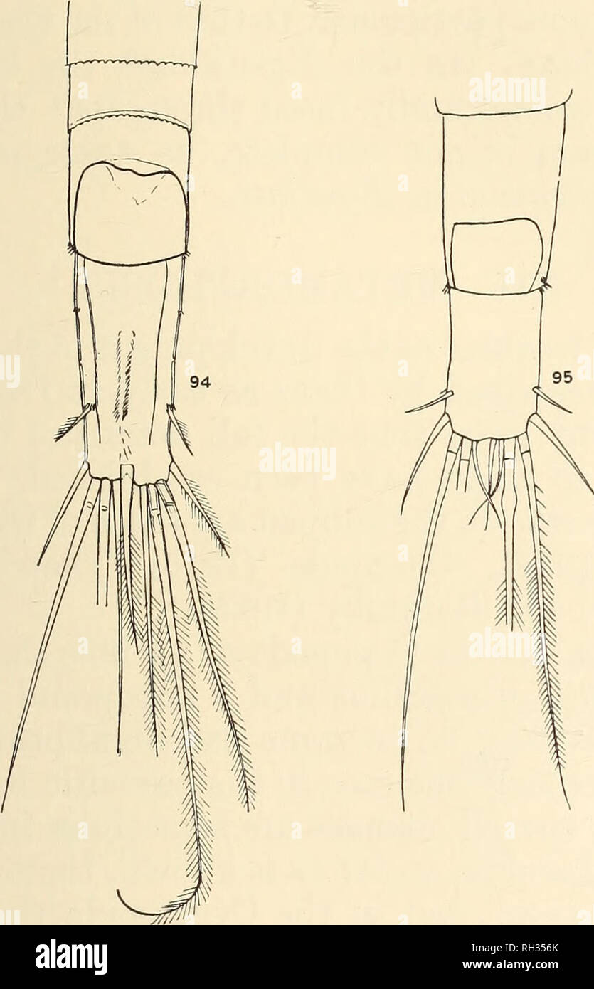 . British fresh-water Copepoda. --. Copepoda; Crustacea. ABNORMAL STRUCTUEES. 77 Richard, 1889 ; Bremer, 1914 ; Mrazek, 1893, etc.). It seems, however, worth while to mention two abnormalities in Cyclops which I have met with. In both cases the fureal rami are fused together to form a single plate. (1) Cyclops vicinus (Fig. 94).—The anus opens into a dorsal depression on som. 5. The two rami are com-. Ftg. 94.—Abnormal furcal rami, Cyclops vicinus. Fig. 95.—Abnormal fiircal rami, Cyclops serrulatus. pletely fused, but they retain all their normal setae except the dorsal seta, and even the inne Stock Photo