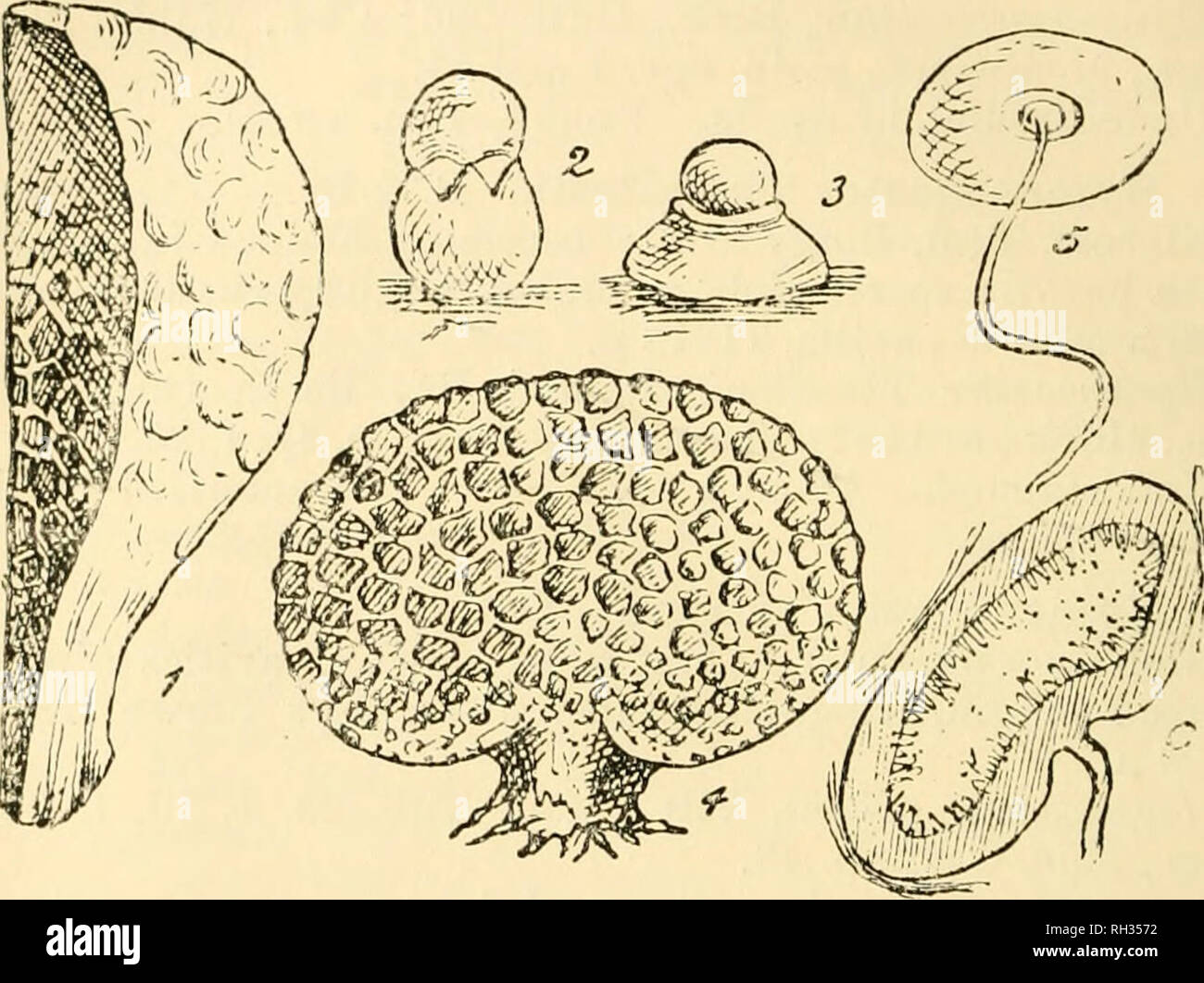 . British fungus-flora. A classified text-book of mycology. Fungi -- Great Britain. 20 FUNGUS-FLORA.. FIGURES ILLUSTRATING THE SCLERODEmiEAE, ALSO THE NIDULAIIIEAE IN PART. Fig. 1, Fohjsaccum pisocarpium, portion of a specimen, showin&lt;r tbc nodulose exterior, also a section showing the sporaiigiola; small specimen, nat. size;—Fig. 2, Sphaeroholus stellatKs, specimen after dehiscence, showing the outer wall of the peridium split in a stellate manner above, and the inner layer elastically inverted, the single peridiolum has been jerked away ; slightly mag. ;—Fig. 3, Theleliolns terredris, sho Stock Photo
