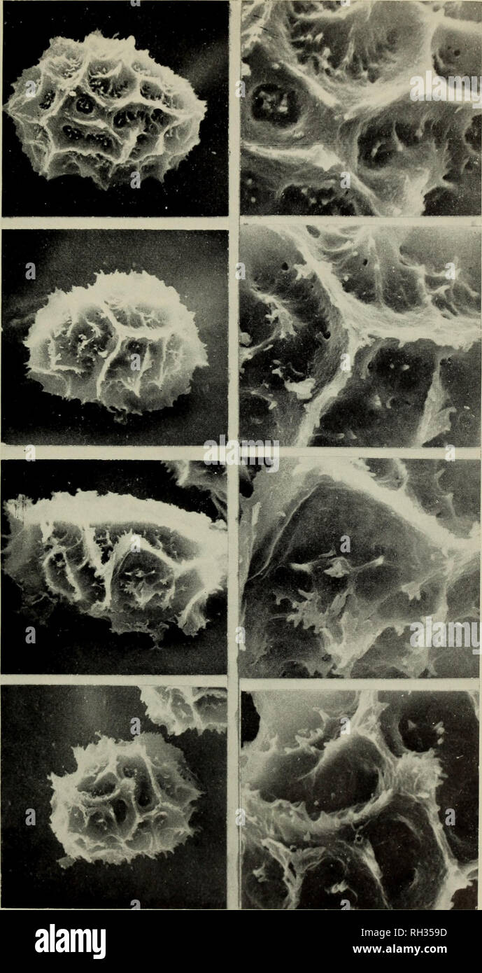 . The British fern gazette. Ferns. BRtT.FERNGAZ. 10(2) 196 9 PLATE V. D H PLATE V. Spore ornamentation in Asplenium. Magnification: A, C, E, G x 1000; B, D, F, H x 3000. A, B: A. adiantum-nigrum. C, D: A. balearicum. E, F: A. billotii. G, H: A. obovaium. to face page 76. Please note that these images are extracted from scanned page images that may have been digitally enhanced for readability - coloration and appearance of these illustrations may not perfectly resemble the original work.. British Pteridological Society. [s. l. ] British Pteridological Society Stock Photo