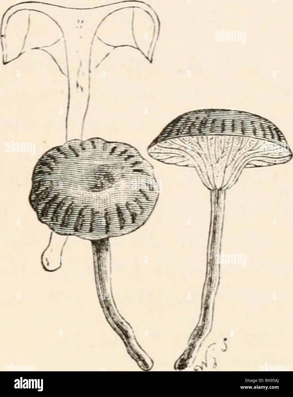 . British fungi (hymenomycetes). Basidiomycetes; Fungi -- Great Britain. LEUCOSPORI. its gills. Stature and history the same. Species of the same OmphaHa. stature also occur among the Cantharelli and Marasmii. The pileus is most frequently indeed um- hilicato-infundibuliform, but this fea- ture is in no wise constant or essential, nor is it a mark of more importance that the gills are often branched. Fr. Hym. Eur. p. 154. The species are generally well marked. They prefer a moist situation, and stand changes of temperature well. The larger ones are peculiar to moun- tainous regions. They are i Stock Photo