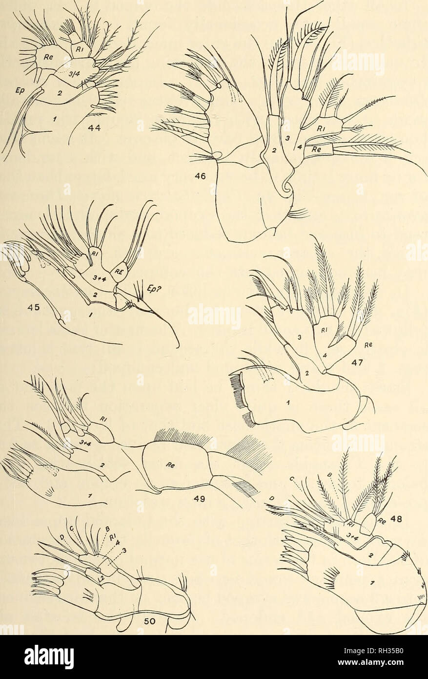 . British fresh-water Copepoda. --. Copepoda; Crustacea. MAXILLULE.. Figs. 44-50.—Maxillule. Harpacticoida. Fig. 44.—Canuella. Fig. 47.—Diosaccus. Fig. 45.—Dactylopns. Fig. 48.—Phyllothalestris. Fig. 46.—Amphiascopsis cincius. Fig. 49.—Aspidiscus. Fig. 50.—Canthocamptus. (Homologous parts in Figs. 48, 50 lettered b, c, d.). Please note that these images are extracted from scanned page images that may have been digitally enhanced for readability - coloration and appearance of these illustrations may not perfectly resemble the original work.. Gurney, Robert. London : Ray Society Stock Photo