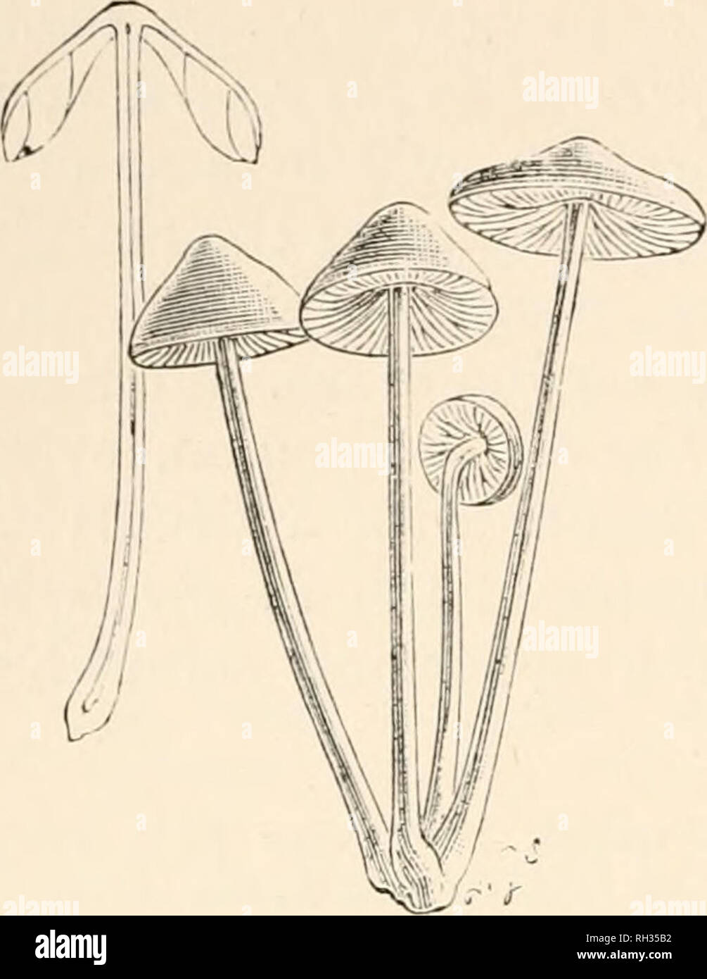 . British fungi (hymenomycetes). Basidiomycetes; Fungi -- Great Britain. I2O AGARICUS. Mycena. Subgenits VII. MYCENA (/ivxrjs, a fungus). Fr. Syst. Myc. i. p. 140. Stem fistulose, cartilaginous. Pileus somewhat mem- branaceous, more or less striate, at the first conico- or parabolico-cylindrical by reason of the margin being at the first straight, and either clasping the stem which is attenuated upwards, or pressed close and parallel to it. Gills not decurrent (or only uncinate by a small tooth). Epiphytal or rooted, slender, somewhat campanulate, scarce- ly umbilicate. Fr. Hyvi. Eur. p. 129.  Stock Photo