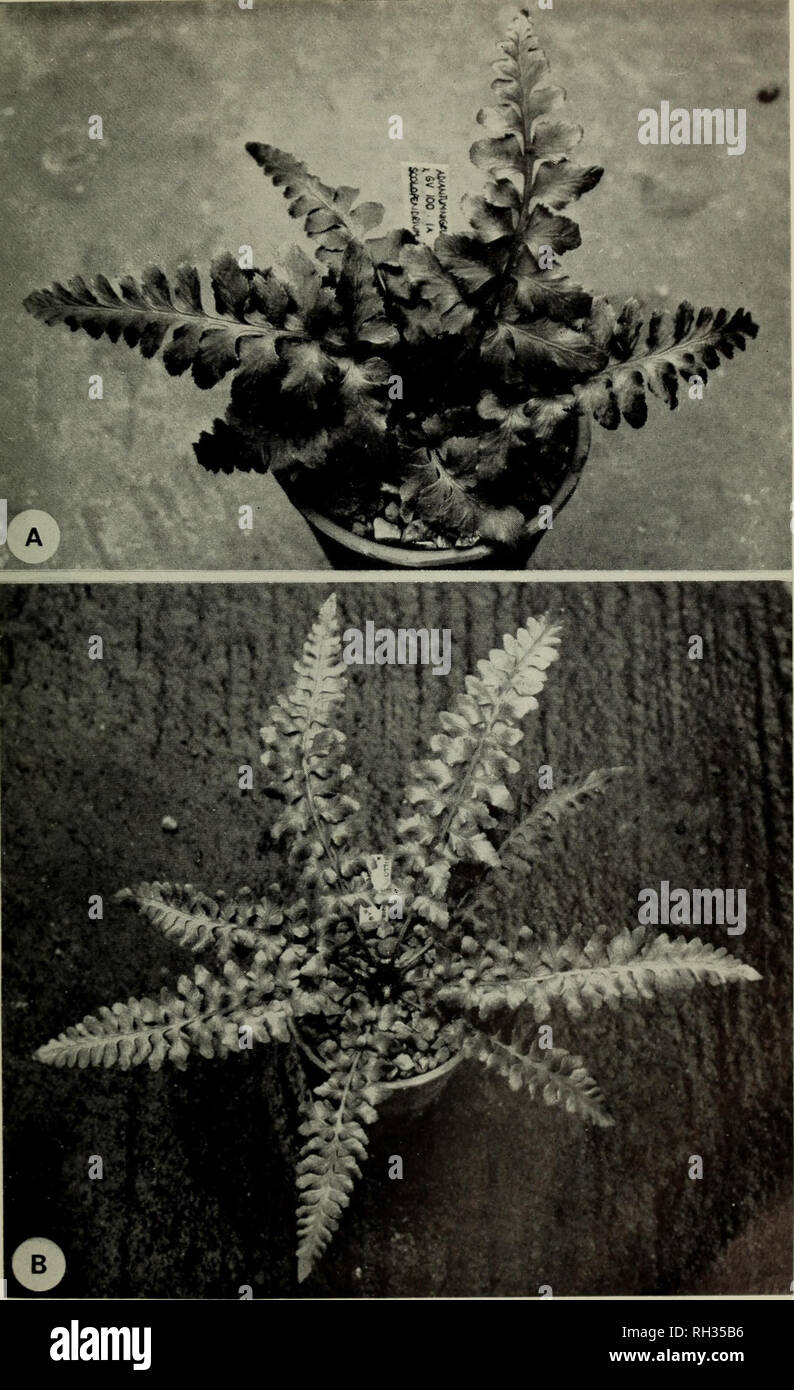 . The British fern gazette. Ferns. R IT. FERN GAZ. 10(2) 1969 PLATE I. PLATE III: A: Asplenium adiantum-nigrum x PhyHit is scohpendriuni, billotii x P. scolopendrium, JDL 1821 A. The white labels are  GV 100:IA. inch wide. B: A. to frur page 66. Please note that these images are extracted from scanned page images that may have been digitally enhanced for readability - coloration and appearance of these illustrations may not perfectly resemble the original work.. British Pteridological Society. [s. l. ] British Pteridological Society Stock Photo