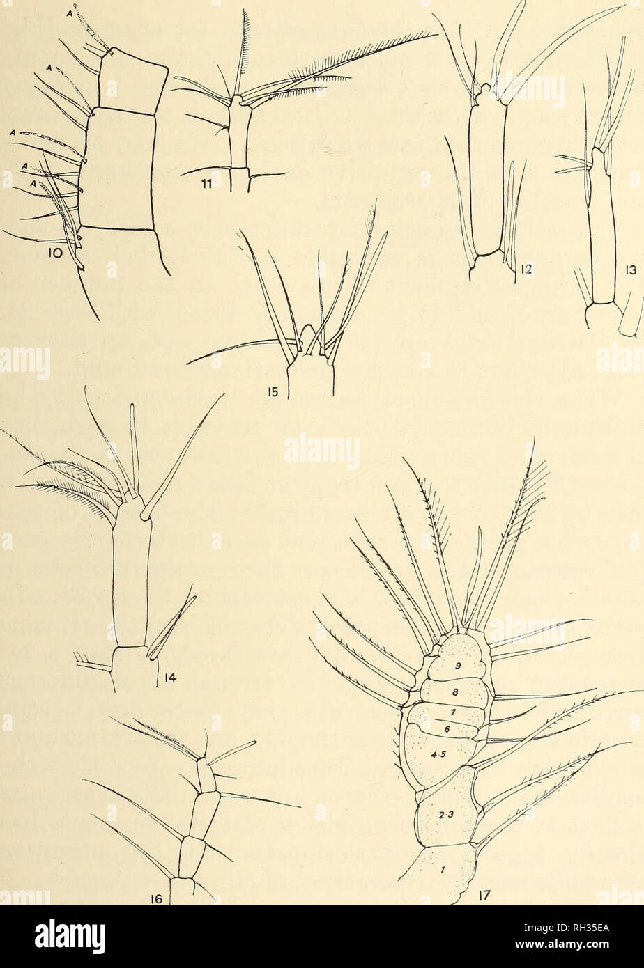. British fresh-water Copepoda. --. Copepoda; Crustacea. ANTENNULE. 41. Figs. 10-17.—Antennule. (Figs. 11-16, terminal segments of certain Calanoida.) Fig. 10.—Segs. 1-3 of Calanus finmarchicus, showing grouping of setse and aesthetes in &quot; tritheks.&quot; Seg. 2 has three complete tritheks. Fig. 11.—Parapontella hrevicornis. Fig. 12.—Temora longicornis. Fig. 13.—Calanus finmarchicus. Fig. 14.—Anomalocera pattersoni. Fig. 15.—Eurytemora velox. Fig. 16.—Stephos sp. Fig. 17.—Antennule of E. velox. Last nauplius, about to moult.. Please note that these images are extracted from scanned page i Stock Photo