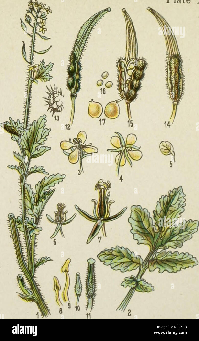 . British flowering plants. Plants. Fumitory. (Fumaria officinalis.). White Mustard. (Sinapis alba.). Please note that these images are extracted from scanned page images that may have been digitally enhanced for readability - coloration and appearance of these illustrations may not perfectly resemble the original work.. Kirby, W. F. (William Forsell), 1844-1912. London, Sidney Appleton Stock Photo