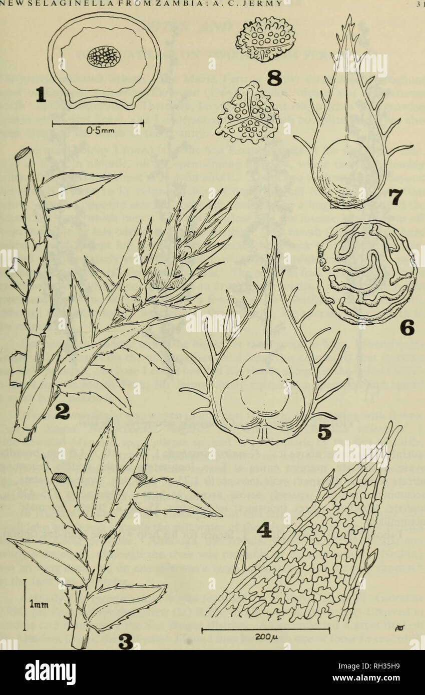 . The British fern gazette. Ferns. FIGURES 1-8: Selaginella subisophylla. 1 Transverse section of main stem; 2 fertile branch tip: 3 leaves of secondary branch; 4 enlarged portion of median leaf; 5 $ sporophyll; 6 megaspore; 7 $ sporophyll; 8 microspores.. Please note that these images are extracted from scanned page images that may have been digitally enhanced for readability - coloration and appearance of these illustrations may not perfectly resemble the original work.. British Pteridological Society. [s. l. ] British Pteridological Society Stock Photo