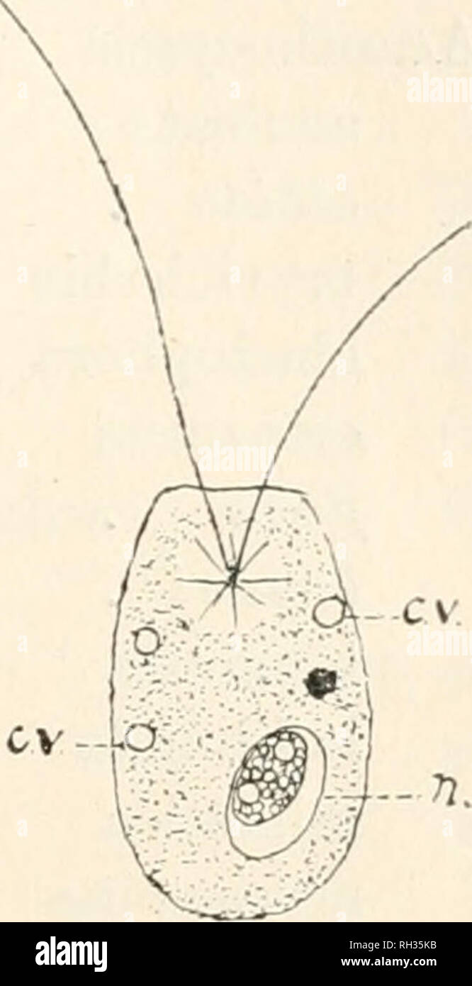 . The British freshwater Rhizopoda and Heliozoa. Rhizopoda; Heliozoa; Freshwater animals -- Great Britain. FIG. 195.—Dimorpha mutans. On the left, a specimen with pseudo- podia extended. (After Schouteden.) On the right, an immature form without pseiidopodia. (After Blochmaun.) c.v. Contractile vesicles, n. Nucleus. the colonial Flagellate Antlioplu/sa, and states that one of the flagella may be used as an anchor; the animals were observed to feed on Montis; the contractile vesicles had a period of 25 seconds. Gruber gives illustrations showing the Heliozoan state in which the body is spherica Stock Photo