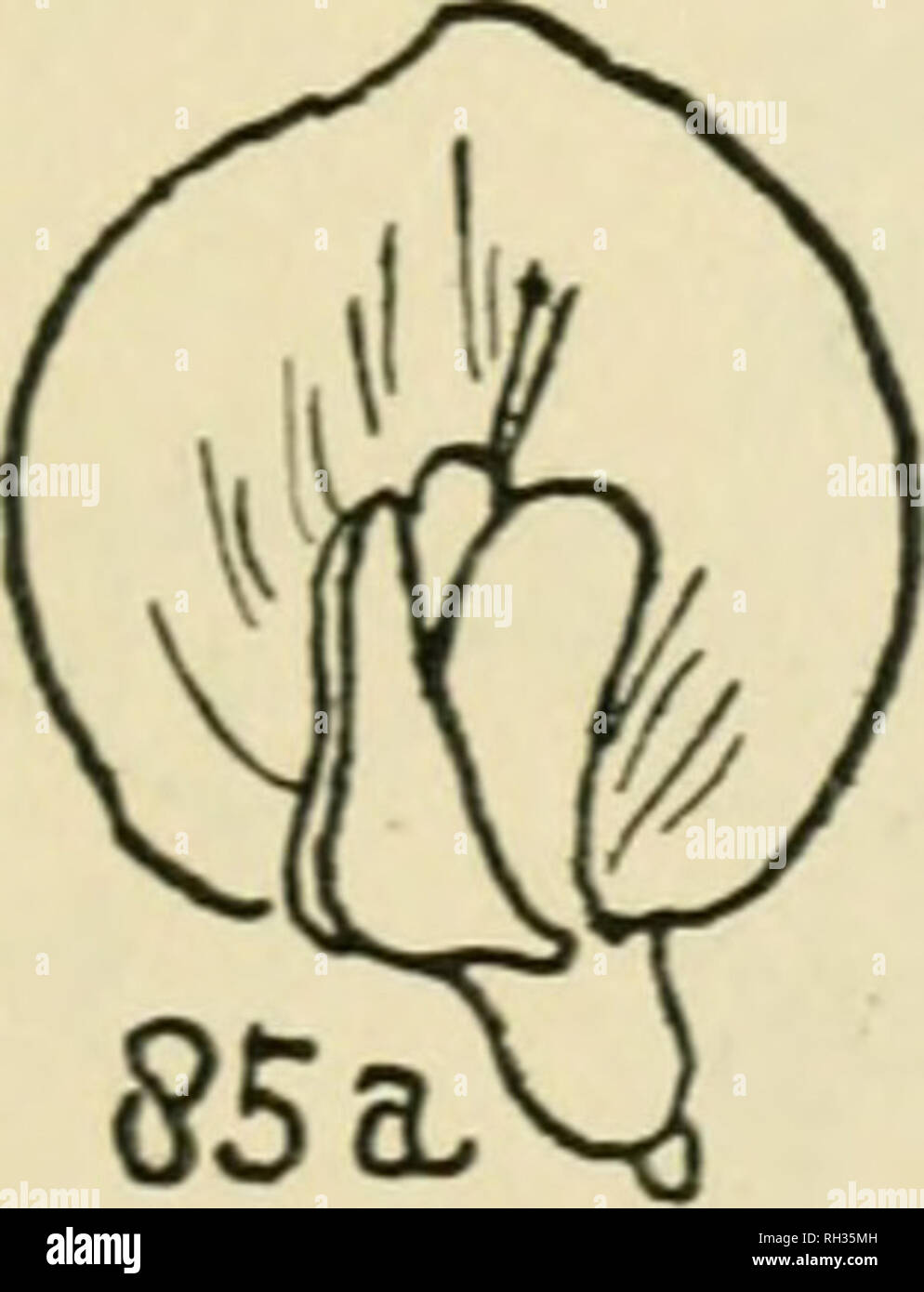 . British flowering plants. Plants. INTRODUCTION 15 fused into one, and