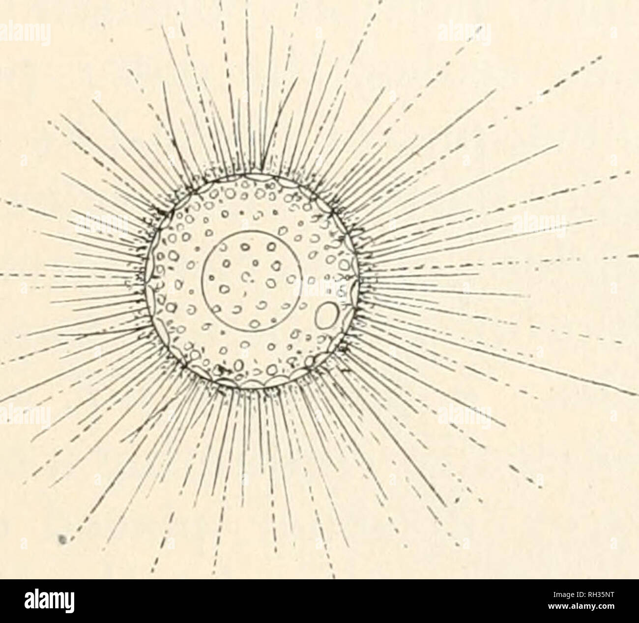 . The British freshwater Rhizopoda and Heliozoa. Rhizopoda; Heliozoa ...