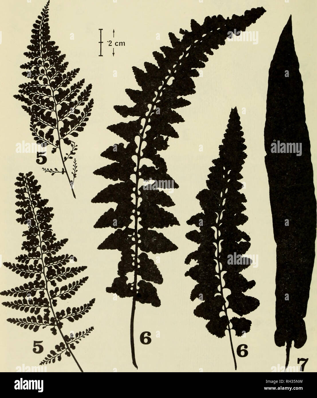 . The British fern gazette. Ferns. 6 BRITISH FERN GAZETTE: VOLUME 10PART 1(1968) not materially assist in resolving the problem of the identity of the Asplenium parent of this hybrid because A. adiantum-nigrum and A. billotii are both tetraploid species. However, in the light of what is already known, through the efforts of Dr Molly Walker and Dr Anne Sleep, regarding the origins of A. adiantum- nigrum and A. billotii, the occurrence of a high degree of pairing between the chromosome sets contributed to x Asplenophyllitis microdon by its Asplenium parent does make it very much more probable th Stock Photo