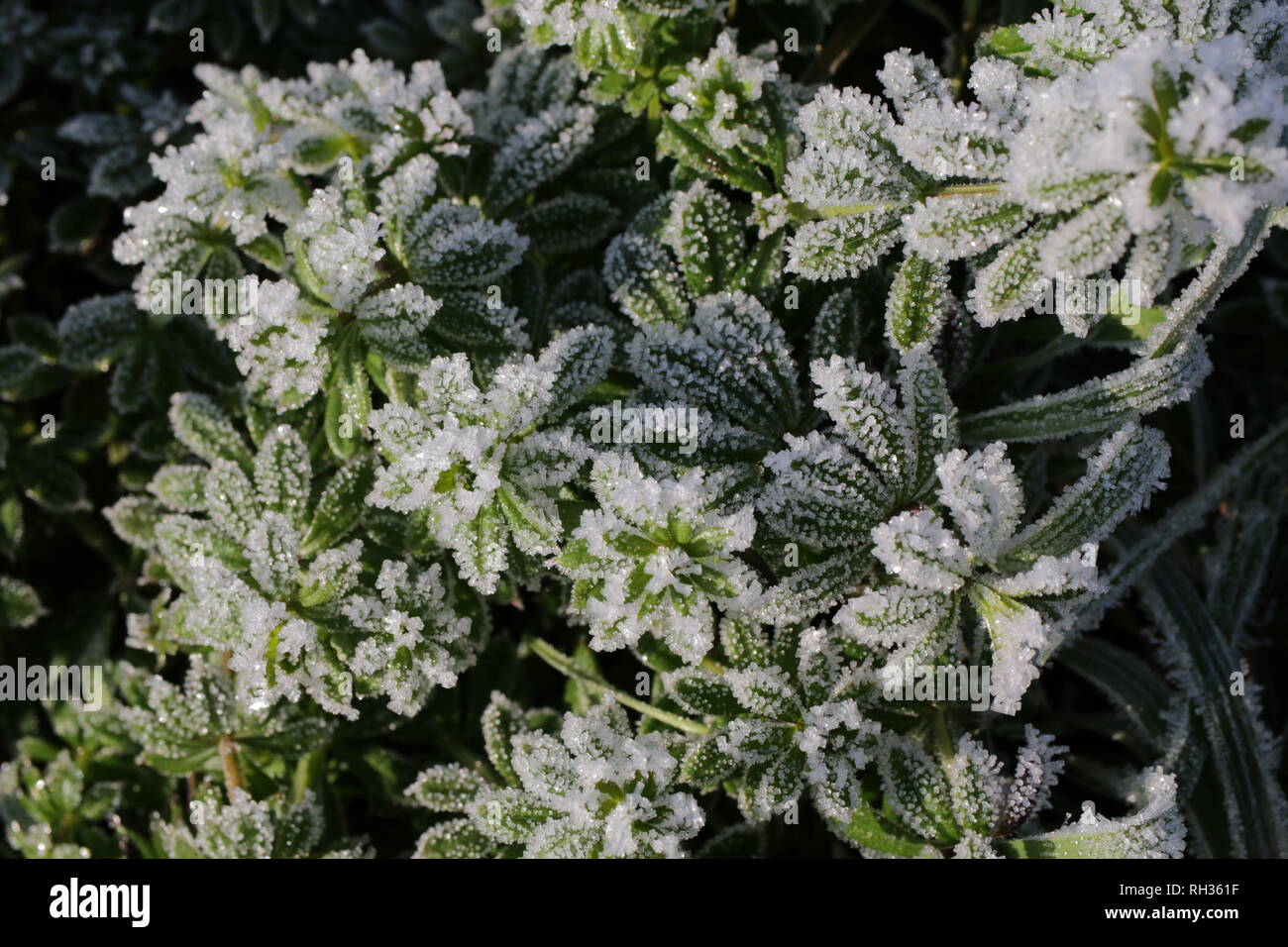 Frost crystals on goosegrass Stock Photo