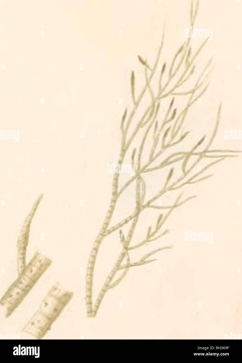 Confervae hi-res stock photography and images - Alamy