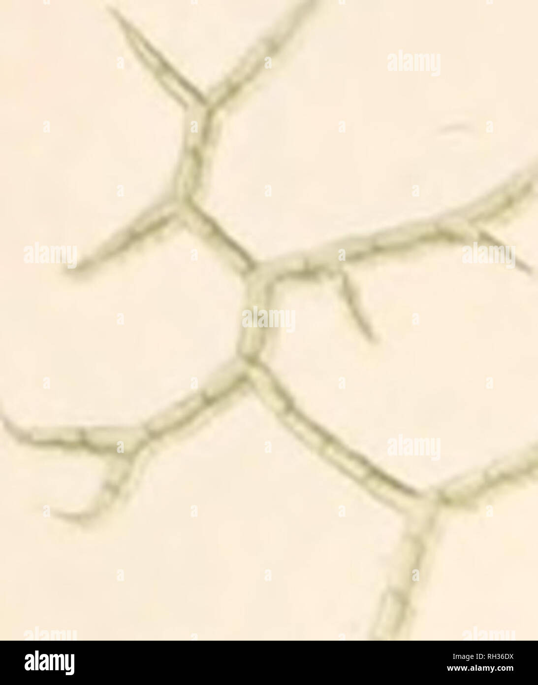 Confervae hi-res stock photography and images - Alamy