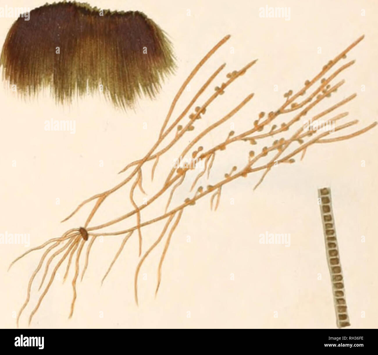 Confervae hi-res stock photography and images - Alamy