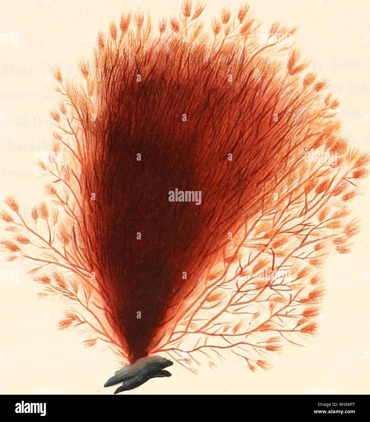 Confervae hi-res stock photography and images - Alamy