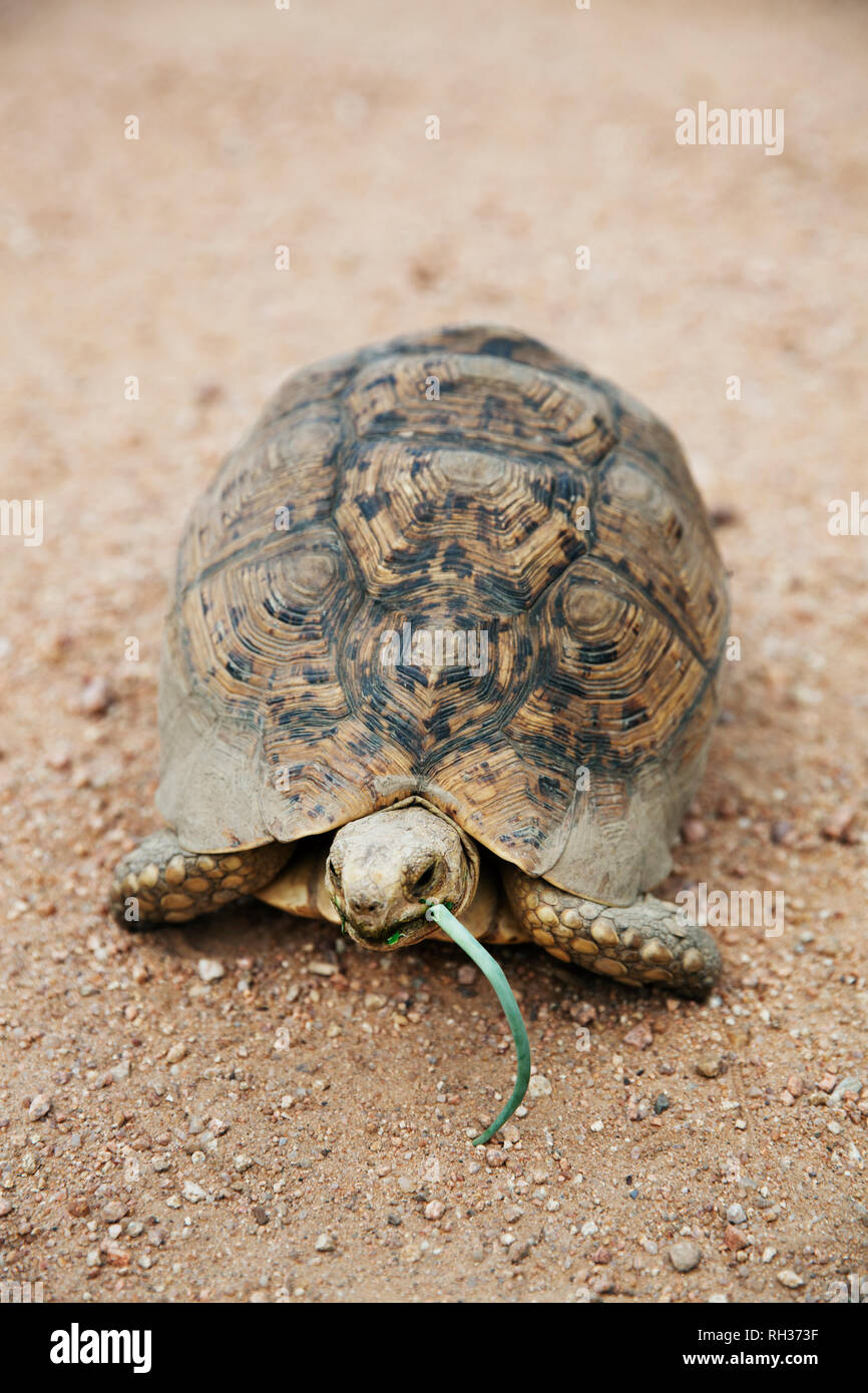 Tortoise eating grass Stock Photo Alamy