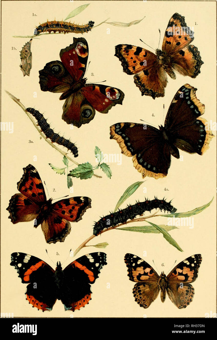 . British and European butterflies and moths (Macrolepidoptera). Lepidoptera -- Great Britain; Lepidoptera -- Europe. PLATE VIII.. I. Vanessa polychloros, la. LaA'a, ib. Pupa. 2. Vanessa xanthomelas. 3. Vanessa io, ja. Lana. 4. Vanessa antiopa, 4a. Lana, 5. Vanessa atalanta. 6. Vanessa cardui. British and European Butterflies and Moths.. Please note that these images are extracted from scanned page images that may have been digitally enhanced for readability - coloration and appearance of these illustrations may not perfectly resemble the original work.. Kappel, August Wilhelm; Kirby, William  Stock Photo