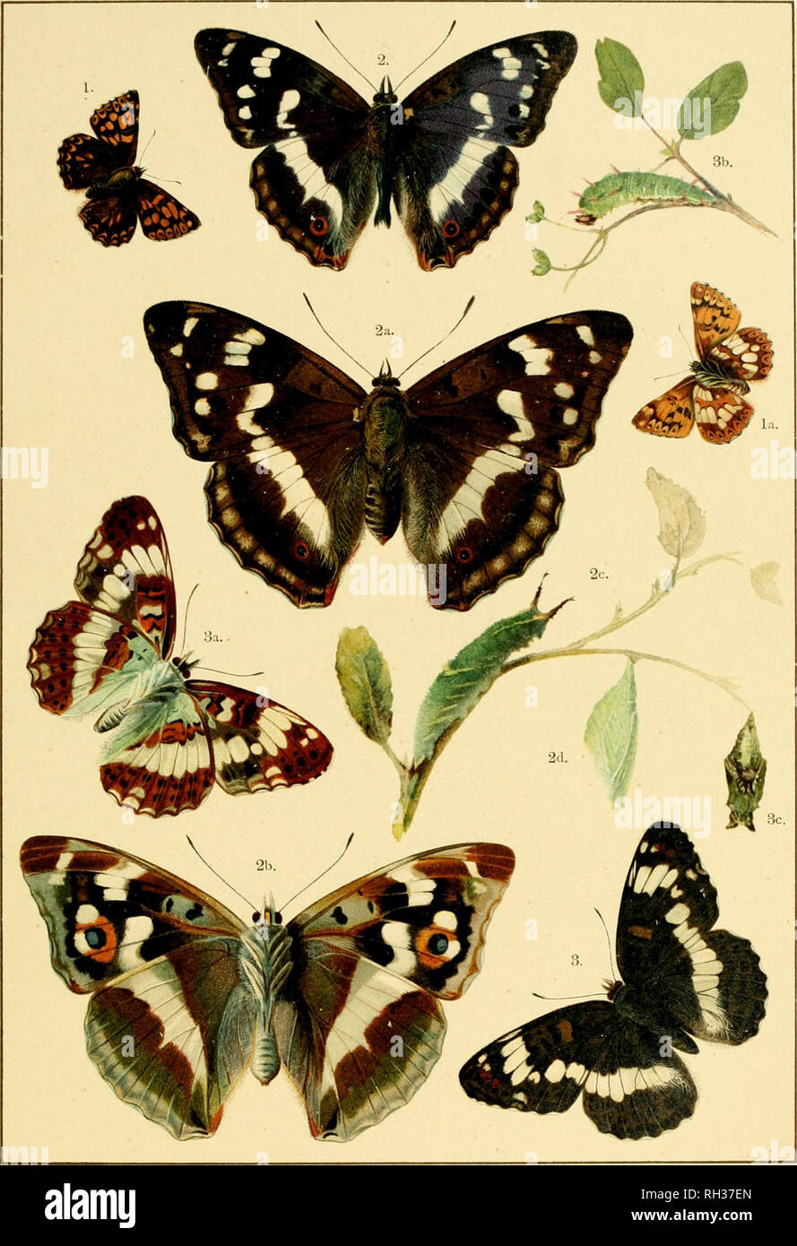. British and European butterflies and moths (Macrolepidoptera). Lepidoptera -- Great Britain; Lepidoptera -- Europe. PLATE VI.. I. Nemeobius lucina, la. Under side. 2. Apatura iris, 2a. Female, 2b. Under side, -&quot;c. Larva, 2d. Pupa. 3, Limenitis sibylla. 3a. Under side, 3b. Larva, 3c. Pupa. British and European Butiirflies and Moths.. Please note that these images are extracted from scanned page images that may have been digitally enhanced for readability - coloration and appearance of these illustrations may not perfectly resemble the original work.. Kappel, August Wilhelm; Kirby, Willia Stock Photo