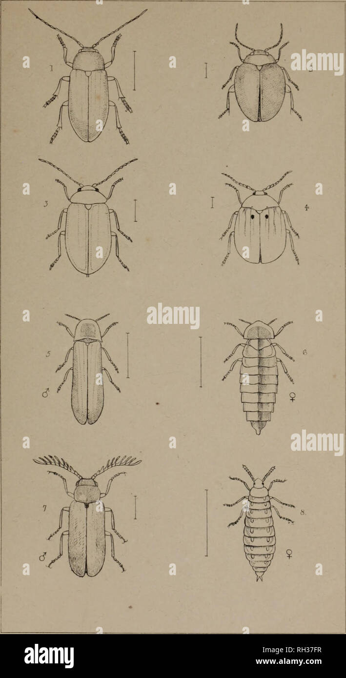 . The British Coleoptera delineated, consisting of figures of all the genera of British beetles. Beetles. 1 ATOPA 2 5CIRTES 3 CYPHON + EUBRIA 5. LAMPVRIS. c? 6. FEMALE. ? 7 DRILLS. &lt;? 8 FEMALE.?. Please note that these images are extracted from scanned page images that may have been digitally enhanced for readability - coloration and appearance of these illustrations may not perfectly resemble the original work.. Shuckard, William Edward, 1802-1868; Spry, W. , illus. London, W. Crofts Stock Photo