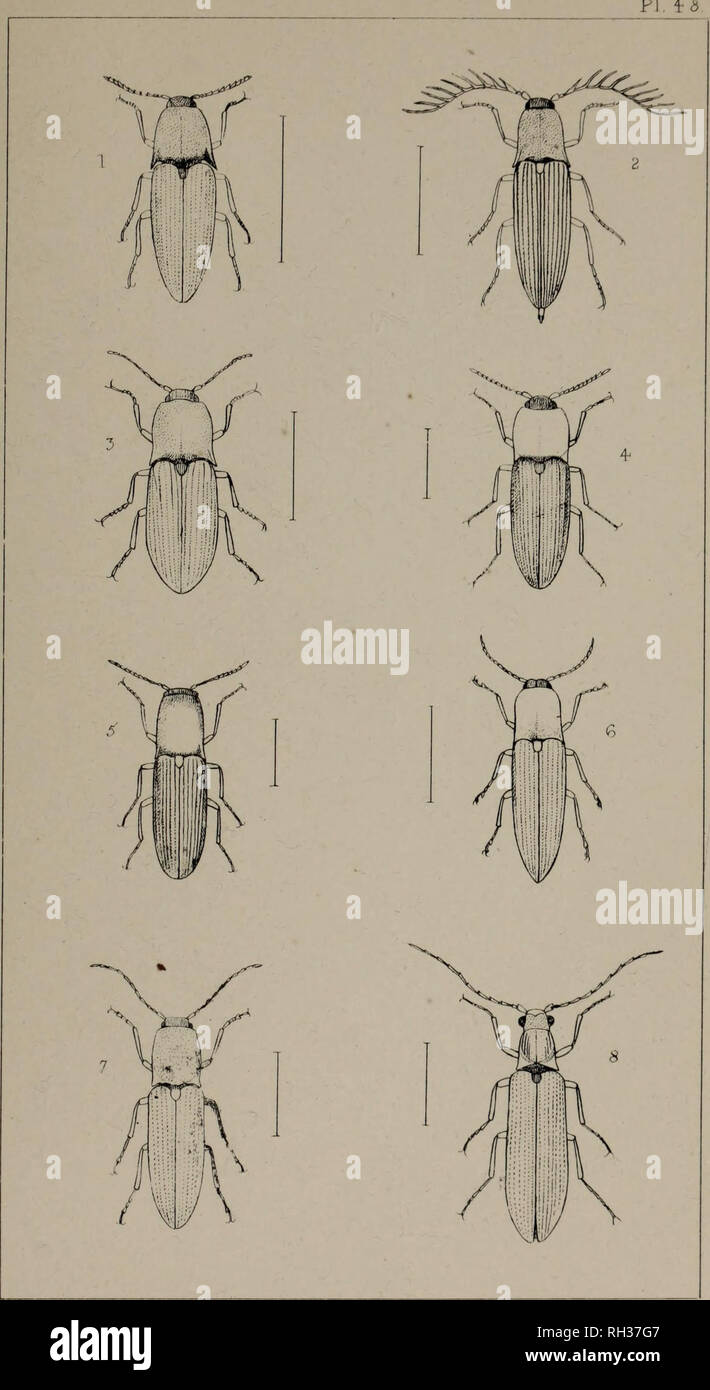 . The British Coleoptera delineated, consisting of figures of all the genera of British beetles. Beetles. y . 1 LUDIUS, 2 CTENICERUS 3. SELAT0S0MU5 4- CARDIOPHOP.US 5 APLOTAKSUS 6. CTENONVCHUS 7 ATHOUS 8. CAMPYLU5. Please note that these images are extracted from scanned page images that may have been digitally enhanced for readability - coloration and appearance of these illustrations may not perfectly resemble the original work.. Shuckard, William Edward, 1802-1868; Spry, W. , illus. London, W. Crofts Stock Photo