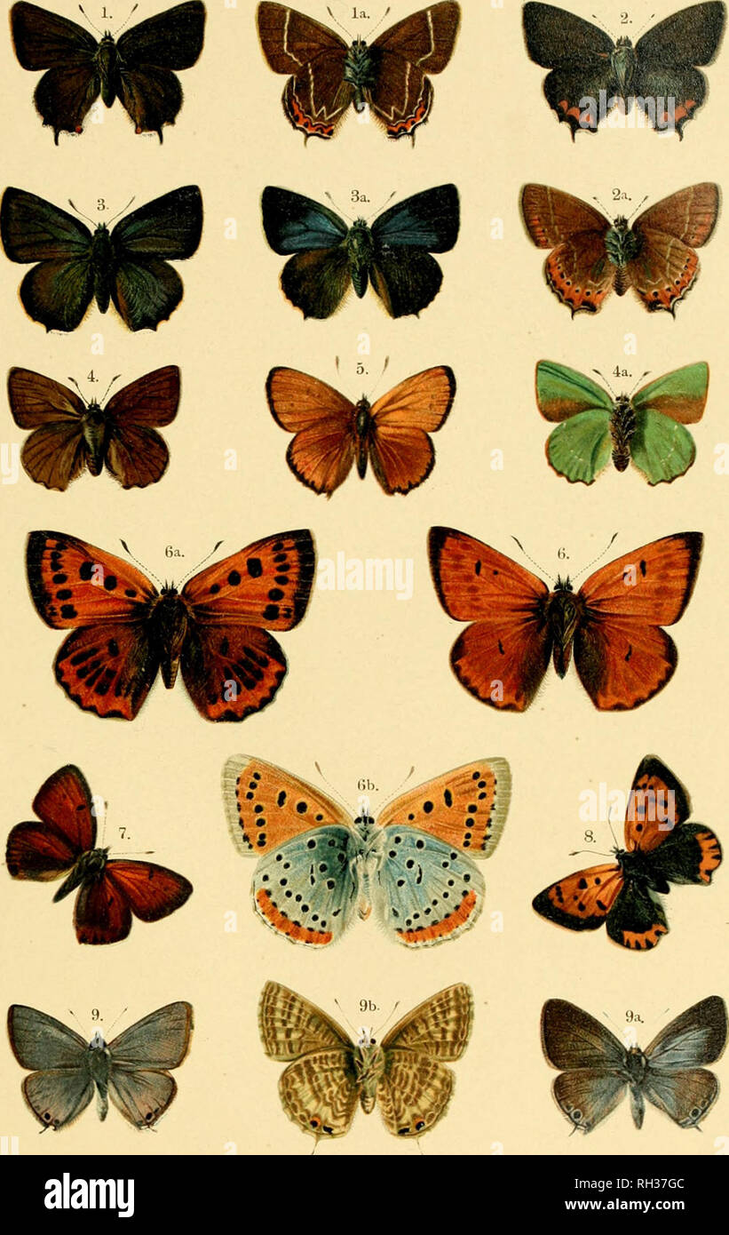 . British and European butterflies and moths (Macrolepidoptera). Lepidoptera -- Great Britain; Lepidoptera -- Europe. PLATE IV.. I. Thecla w-albura, la. Underside. 2. Thecla pruni, 2a. Under side. 3. Thecla quercus, 3a. Female, 4. Thecla rubi, 4a. Under side. 5. Polyommatus virgaureae. 6. Polyommatus dispar, 6a. Female, 6b. Under side. 7. Polyommatus hippothoe. 8. Polyommatus phteas. 9. Lycana bcetica, 9a. Female, 9b. Under side. British and European Butterflies and Moths.. Please note that these images are extracted from scanned page images that may have been digitally enhanced for readabilit Stock Photo