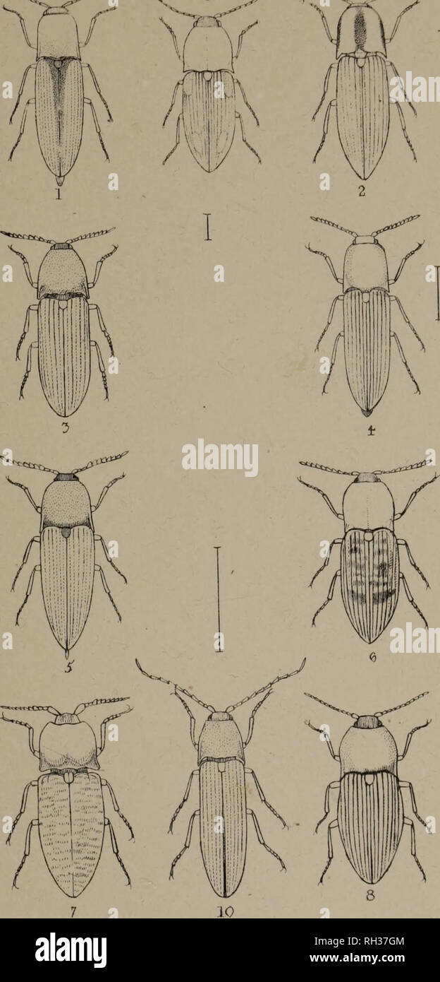. The British Coleoptera delineated, consisting of figures of all the genera of British beetles. Beetles. nm Am. I DOLOPIUS. 2. SERIG050MUS, 3 ECTINUS. + LIMONIUS. 5. ELATER . 6 PROSTERNON 7. AORYPNUS £ HVP0L1THUS. 9. GRYPTOHYPNU5 10. MELANOTIC. Please note that these images are extracted from scanned page images that may have been digitally enhanced for readability - coloration and appearance of these illustrations may not perfectly resemble the original work.. Shuckard, William Edward, 1802-1868; Spry, W. , illus. London, W. Crofts Stock Photo