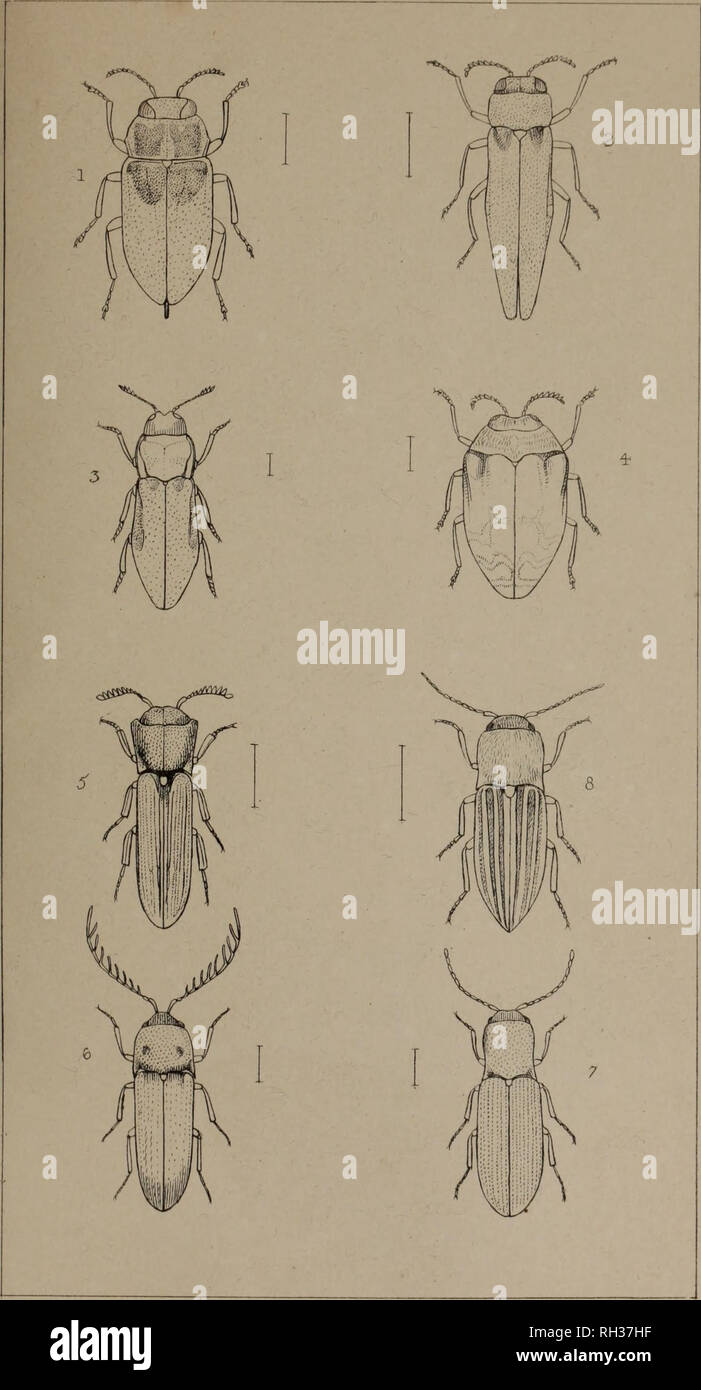 . The British Coleoptera delineated, consisting of figures of all the genera of British beetles. Beetles. PI 46.. I. ANTHAXIA. 2 AGRILUS. 3 APHANISTICUS. 4. TRACHVS. 5. MELASIS. 6. MICRORHACUS 7. ADRASTUS. 8. ACRIOTES.. Please note that these images are extracted from scanned page images that may have been digitally enhanced for readability - coloration and appearance of these illustrations may not perfectly resemble the original work.. Shuckard, William Edward, 1802-1868; Spry, W. , illus. London, W. Crofts Stock Photo