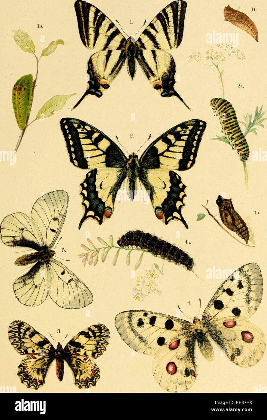 . British and European butterflies and moths (Macrolepidoptera). Lepidoptera -- Great Britain; Lepidoptera -- Europe. PLATE I.. I. Papilio podalirius, la. Larva, ib. Pupa. 2. Papilio machaon, 2a. Larva, 2b. Pupa. 3. Thais polyxena. 4. Parnassius apoUo, 4a. Larva. 5. Parnassius mnemosyne. British and European Buttrrjlies and Moths.. Please note that these images are extracted from scanned page images that may have been digitally enhanced for readability - coloration and appearance of these illustrations may not perfectly resemble the original work.. Kappel, August Wilhelm; Kirby, William Egmont Stock Photo