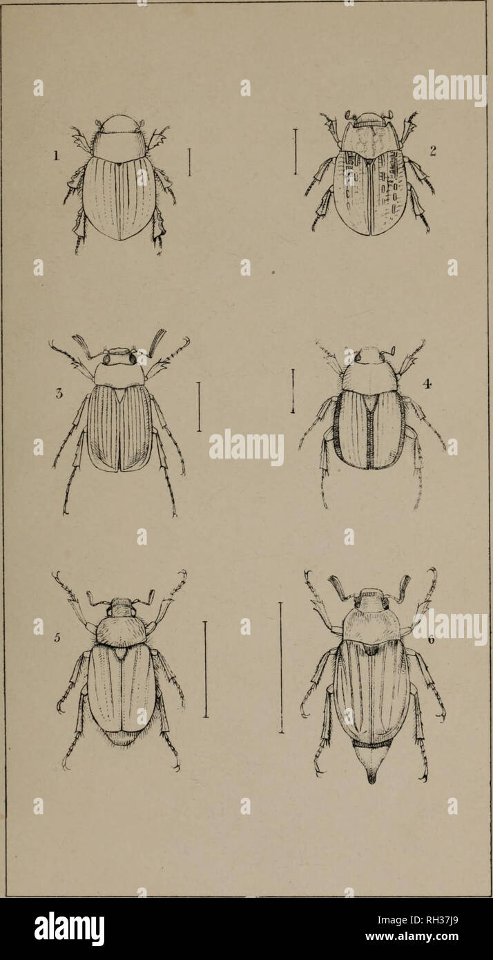 . The British Coleoptera delineated, consisting of figures of all the genera of British beetles. Beetles. Pi.44.. 1. £CIALIA 2. TROX . 3. SERICA 4. OMALOPLI A . 5. RHISOTROCUS 6. MELOLONTHA.. Please note that these images are extracted from scanned page images that may have been digitally enhanced for readability - coloration and appearance of these illustrations may not perfectly resemble the original work.. Shuckard, William Edward, 1802-1868; Spry, W. , illus. London, W. Crofts Stock Photo