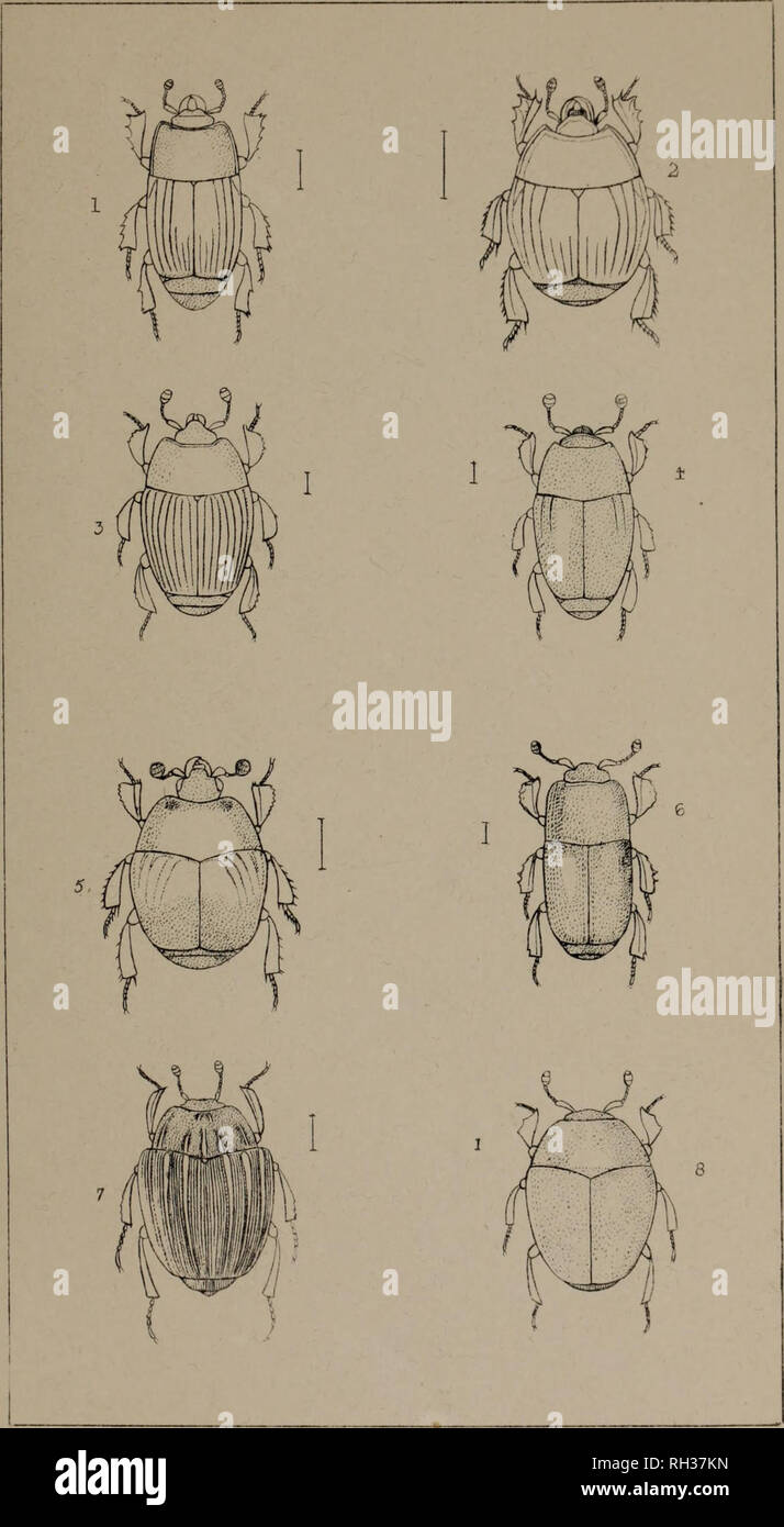 . The British Coleoptera delineated, consisting of figures of all the genera of British beetles. Beetles. 1 PLATYSOMA 2 HISTER. 3. DENDROPHILUS t. PAROMALUS 5. SAPRINUS. 6 TERETRIUS 7 ONTHOPHILU: 8 A BR €US. Please note that these images are extracted from scanned page images that may have been digitally enhanced for readability - coloration and appearance of these illustrations may not perfectly resemble the original work.. Shuckard, William Edward, 1802-1868; Spry, W. , illus. London, W. Crofts Stock Photo