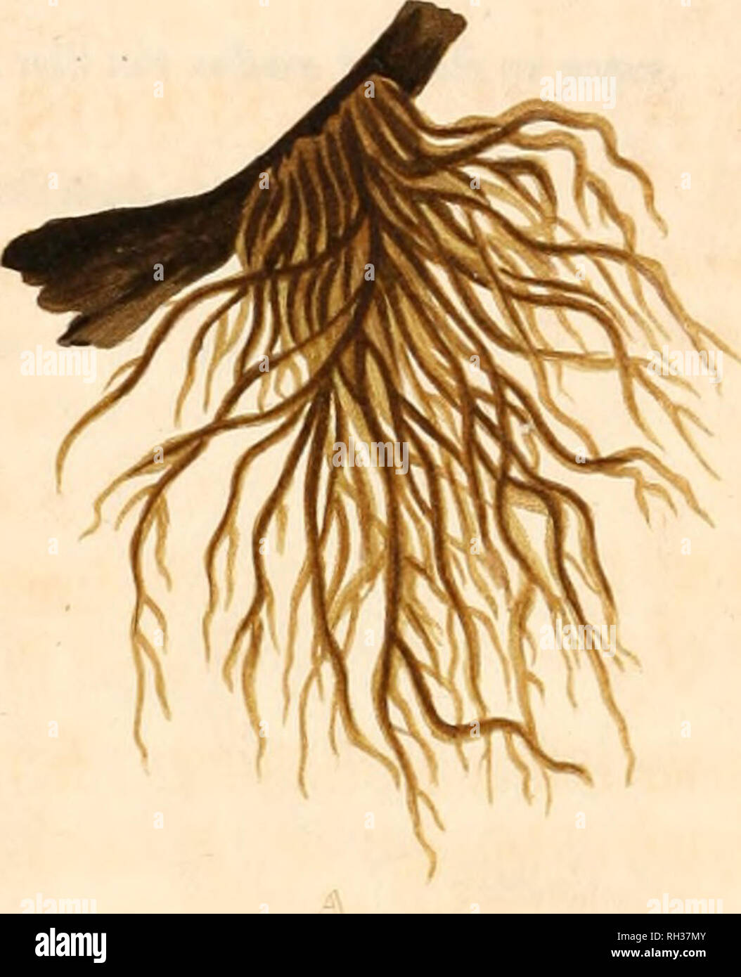 Confervae hi-res stock photography and images - Alamy