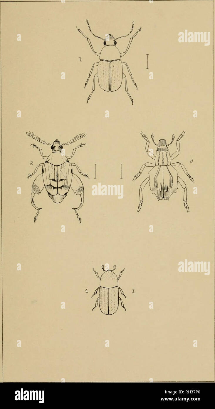 . The British Coleoptera delineated, consisting of figures of all the genera of British beetles. Beetles. ?&quot;UPn.T;&quot;ML&quot;NT PJ 6-. 1. PHLCE0BIU5 2. CARYOBORUS 3 RHYTI RHINUS. 4- HYPOTHENF.MU5. Please note that these images are extracted from scanned page images that may have been digitally enhanced for readability - coloration and appearance of these illustrations may not perfectly resemble the original work.. Shuckard, William Edward, 1802-1868; Spry, W. London : H. G. Bohn Stock Photo