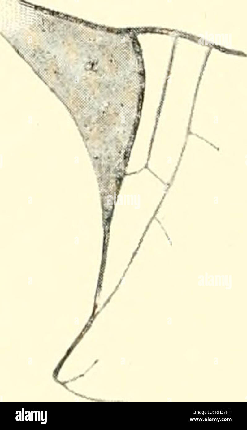 . British dragonflies (Odonata). Dragon-flies; Odonata -- Great Britain. Fig. 36.—AxAL Angle of Male Hixd-avixg. I, ^'Eschna juncea. 2, .-Eschna mixta. d., Accessory membrane. of a female caught on Ockham Common, September ii, 1897: it contained a large number of eggs.] (Fig. 4 No. 8.) Nymph. Length, 33mm. ; breadth, 7mm. .Similar to .-Ji. cvouca. Body shorter, and stouter in proportion. Head flatter. Eyes larger and more jjrominent, separated from occiput by nearly straight line. Vertex more in the same plane with the eyes. Occiput shorter and straightcr behind. Bands on hind angles less mark Stock Photo