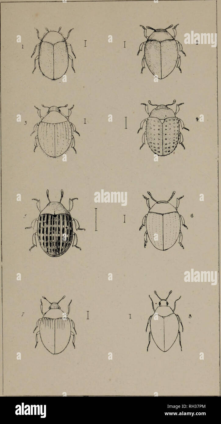 . The British Coleoptera delineated, consisting of figures of all the genera of British beetles. Beetles. ?] 36. 1 TRINODES 2 LIMNICHUS 3 SrNCALYPTA 4 NOSODENDRON 5 &amp;YRRHUS. 6 OOMORPHUS 7 SIMPLOCAFUA 8 EPHISTEMU5. Please note that these images are extracted from scanned page images that may have been digitally enhanced for readability - coloration and appearance of these illustrations may not perfectly resemble the original work.. Shuckard, William Edward, 1802-1868; Spry, W. , illus. London, W. Crofts Stock Photo