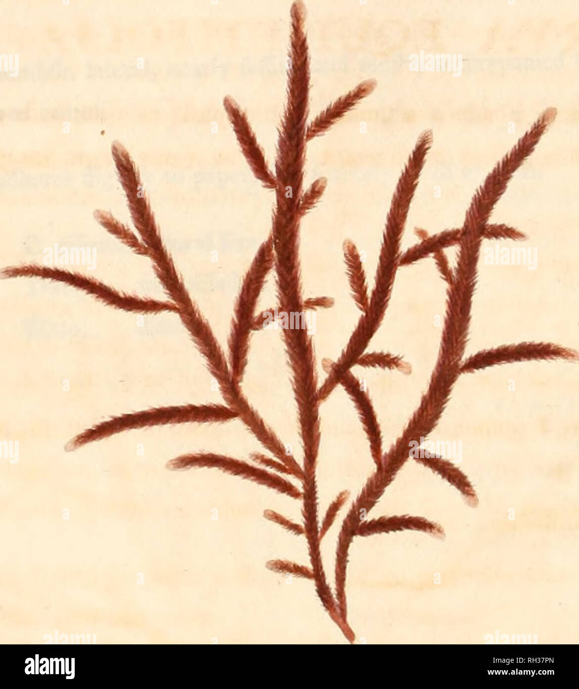 Confervae hi-res stock photography and images - Alamy