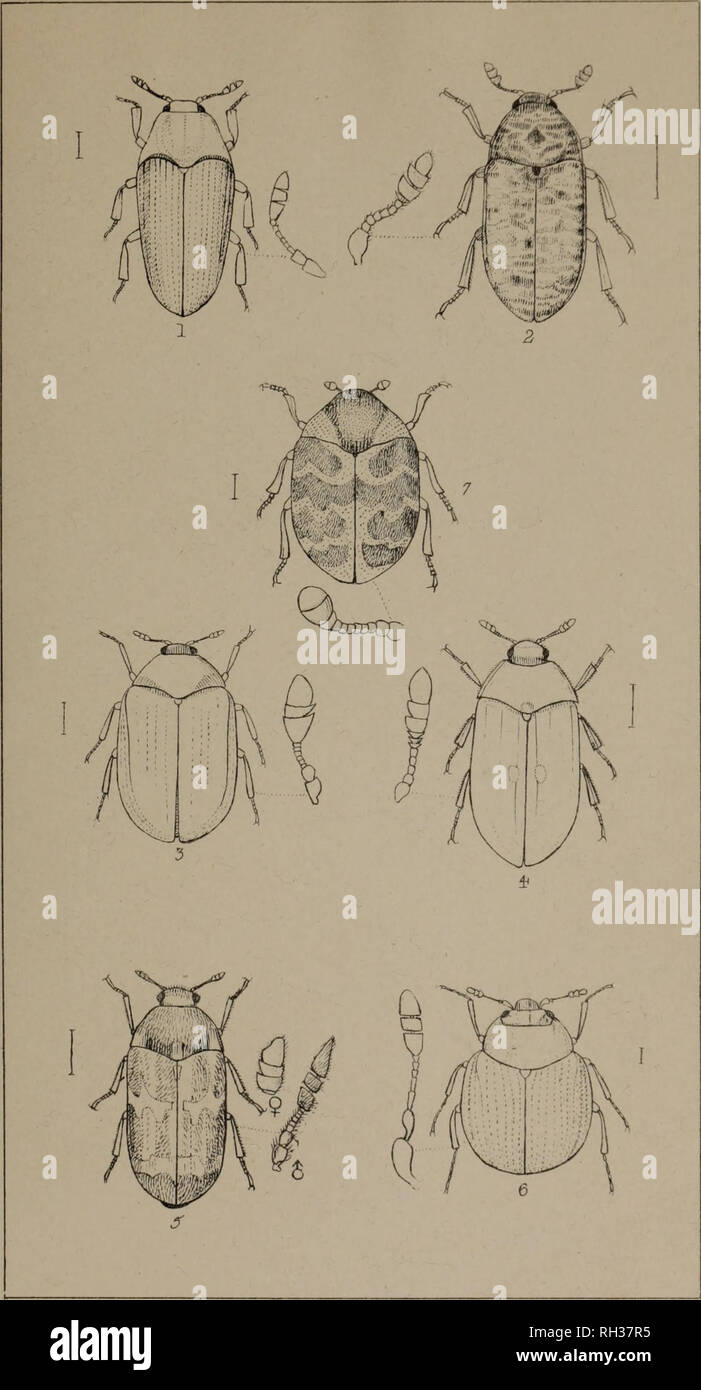 . The British Coleoptera delineated, consisting of figures of all the genera of British beetles. Beetles. PI i&gt;5. 1 . THROSCUS 2 . D ER M ES T ES 5. TIRESIAS * ATTACENUS. 5 MEGATOMA 6 ASPIDIPHORUS 7 ANTHRENUS. Please note that these images are extracted from scanned page images that may have been digitally enhanced for readability - coloration and appearance of these illustrations may not perfectly resemble the original work.. Shuckard, William Edward, 1802-1868; Spry, W. , illus. London, W. Crofts Stock Photo