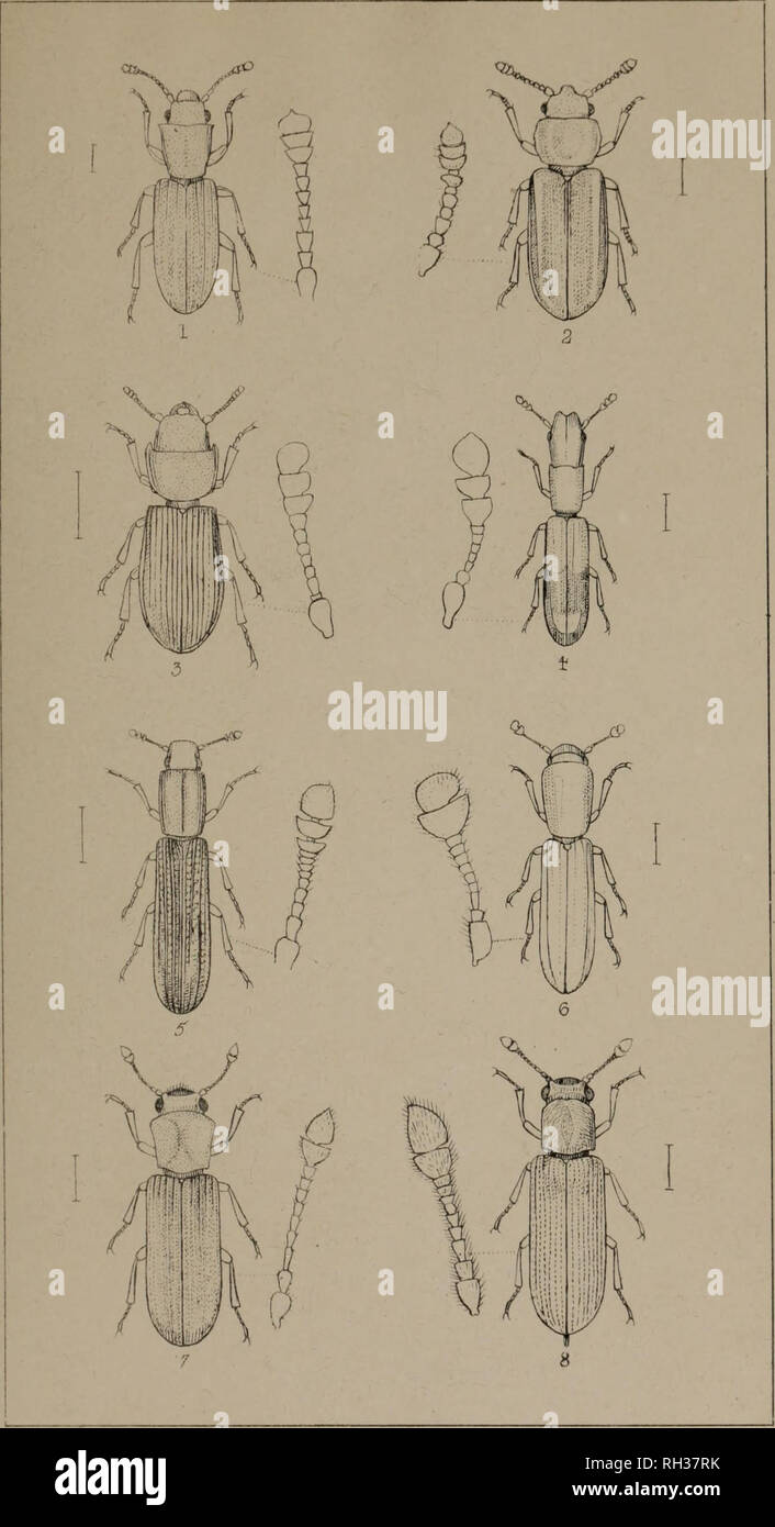 . The British Coleoptera delineated, consisting of figures of all the genera of British beetles. Beetles. PI .5 4*. 1 SILVA NUS 2 PEDIACUS. 3 TROGOSITA 4 NEMOSO MA 5 COLYDIUM. 6 TEREDUS. 7, XYLOTROGUS 8. LYCTU5.. Please note that these images are extracted from scanned page images that may have been digitally enhanced for readability - coloration and appearance of these illustrations may not perfectly resemble the original work.. Shuckard, William Edward, 1802-1868; Spry, W. , illus. London, W. Crofts Stock Photo