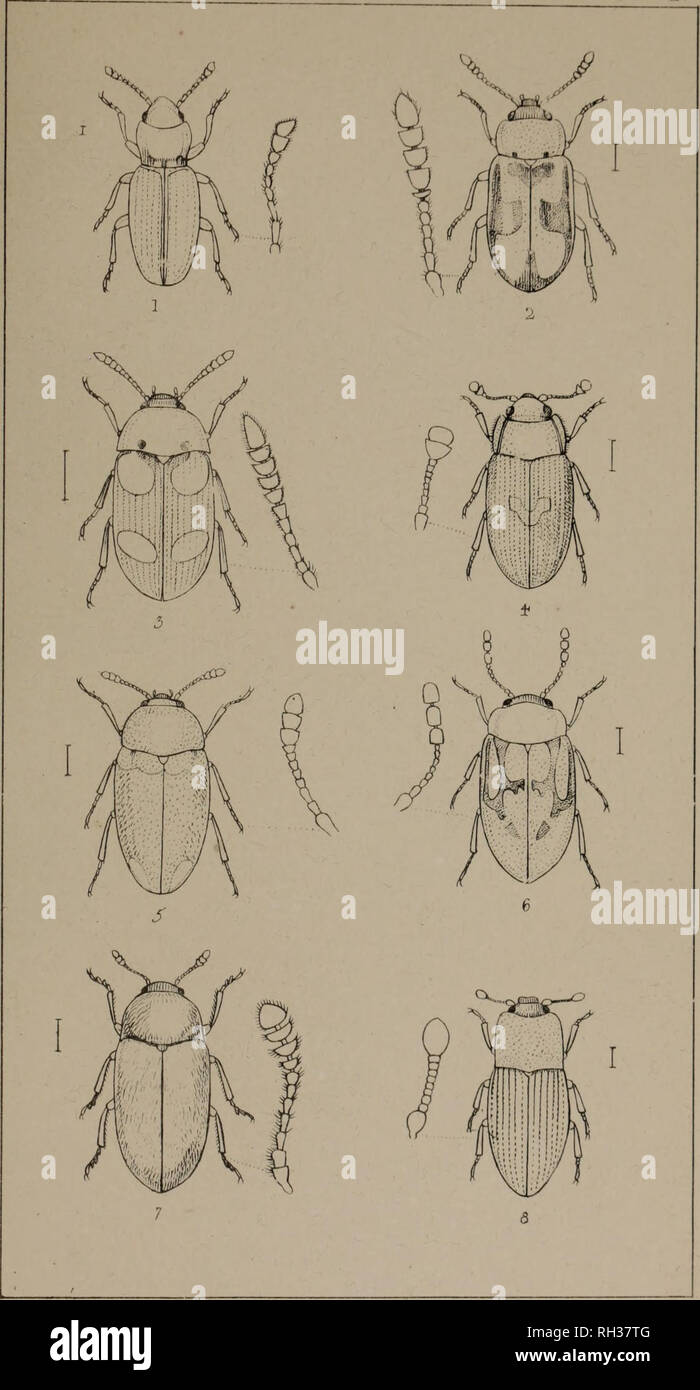 . The British Coleoptera delineated, consisting of figures of all the genera of British beetles. Beetles. I HOLOPARAMEGUS 2. TETRATOMA. 5. MYCETOPHAGU5. 4-. BIPHVLLUS J TRIPHVLLU5. 6 PHLOIOPHILUS 7 BVTURUS 8 CERVLON. Please note that these images are extracted from scanned page images that may have been digitally enhanced for readability - coloration and appearance of these illustrations may not perfectly resemble the original work.. Shuckard, William Edward, 1802-1868; Spry, W. , illus. London, W. Crofts Stock Photo