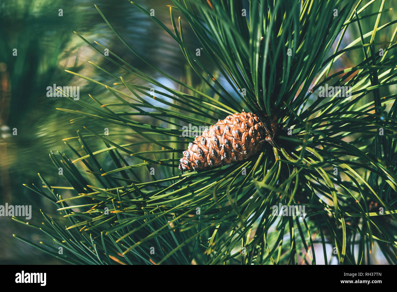 Pine cone hi-res stock photography and images - Alamy
