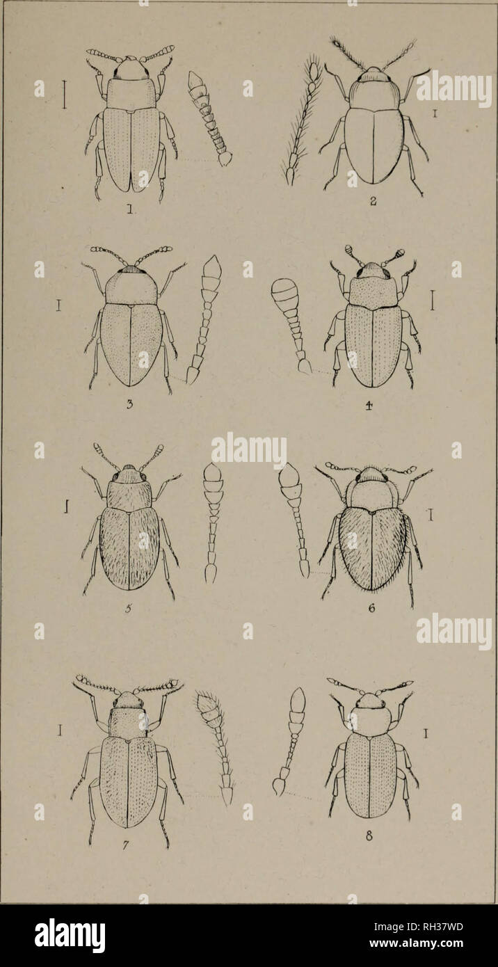 . The British Coleoptera delineated, consisting of figures of all the genera of British beetles. Beetles. PI 31. 1. ANTHEROPHAGUS 2. ANISARTHRIA. ,3 ATOM ARIA t ENGIS. 6 TYPH/Ek 6 MYGET/€A 7. PARAMECCSOMA 8. CORTIGARIV. Please note that these images are extracted from scanned page images that may have been digitally enhanced for readability - coloration and appearance of these illustrations may not perfectly resemble the original work.. Shuckard, William Edward, 1802-1868; Spry, W. , illus. London, W. Crofts Stock Photo
