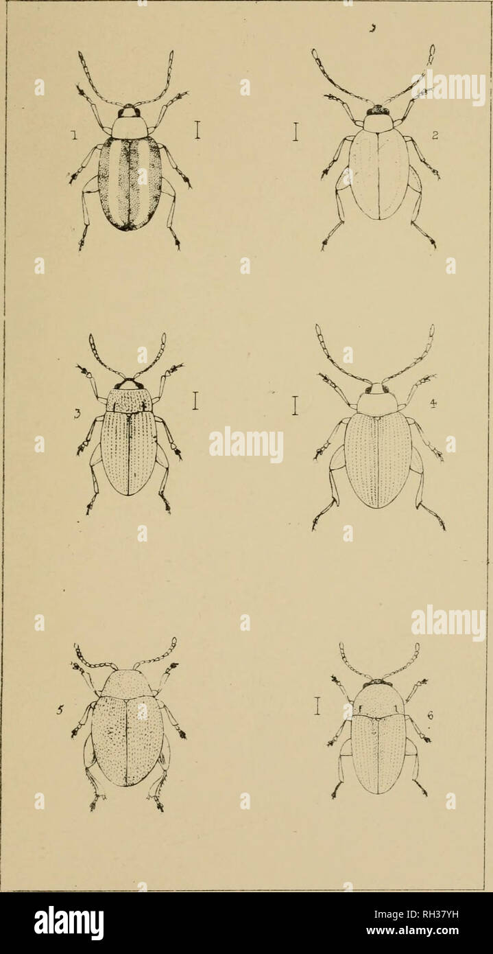 . The British Coleoptera delineated, consisting of figures of all the genera of British beetles. Beetles. Y± 52. I. HA.LTICA. 2 THYAM15. 3 MANTURA 4- MACRCCNE^A 5 DI&amp;OUA e &amp;ARDI*P. Please note that these images are extracted from scanned page images that may have been digitally enhanced for readability - coloration and appearance of these illustrations may not perfectly resemble the original work.. Shuckard, William Edward, 1802-1868; Spry, W. London : H. G. Bohn Stock Photo
