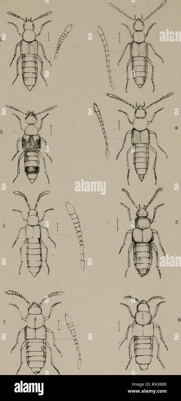 . The British Coleoptera delineated, consisting of figures of all the genera of British beetles. Beetles. F124-.. PH^CEOPORA. 2â TAC HYU5A. 5. BOLITOCHARA 4. OCA LEA. LODERA. 6. ZYRA3 7. p E '^  * â 6. PC  N S. Please note that these images are extracted from scanned page images that may have been digitally enhanced for readability - coloration and appearance of these illustrations may not perfectly resemble the original work.. Shuckard, William Edward, 1802-1868; Spry, W. , illus. London, W. Crofts Stock Photo